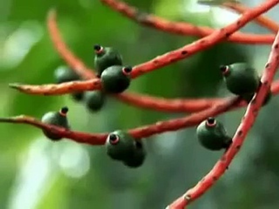 نبات له عيون