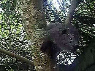 Young, tame Western Tree Hyrax climbing around