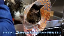 【1月7日　手術当日】　リキちゃんは一生懸命に生きようとしている。頑張れリキちゃん！　猫動画 　病気と闘う猫