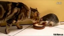 Cat Loves Rat - Rat Eat with Cat Together.avi