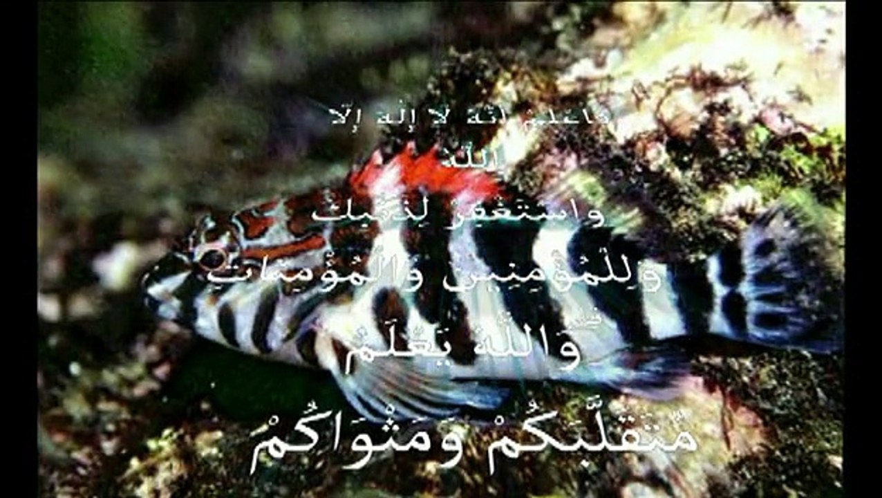 islamic miracle معجزات الله في خلقه سبحان الله لن تصدق ما سترى والله سوف تذهل