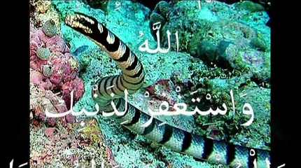 islamic miracle معجزات الله في خلقه سبحان الله لن تصدق ما سترى والله سوف تذهل