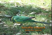 Australian Ringneck parrots - An Aussie success story