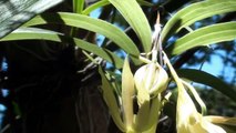 Orquídea galeandra em árvores, Plantas ornamentais, Flores exóticas,