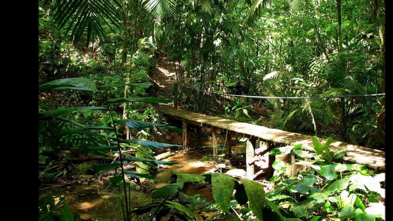 Rainforest Costa Rica