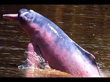 ARTE JAD - Proyecto especies en peligro: Delfín rosado o bufeo colorado