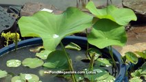Lotus Effect, About The Lotus, Water droplets repel off the lotus leaves
