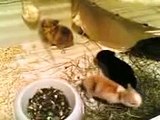 Cuccioli di coniglio nano