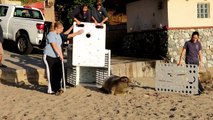 Henri was released today by the Pacific Marine Mammal Center December 8