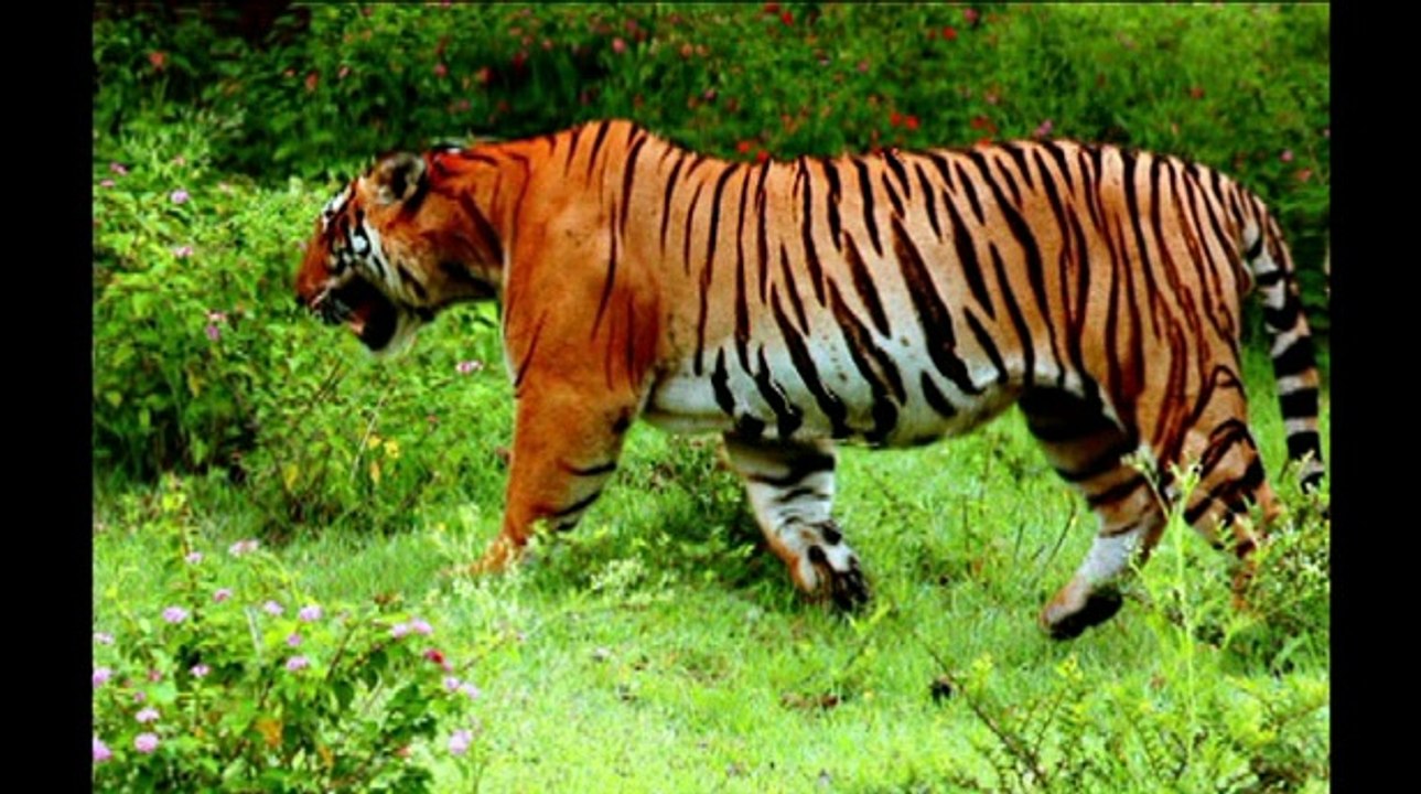 les miracles d'Allah.voyons et reflechissons أجمل مقطع للتفكر في مخلوقات الله