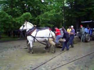 Conquerall Mills Ox Pull--Heavy Draft horse class