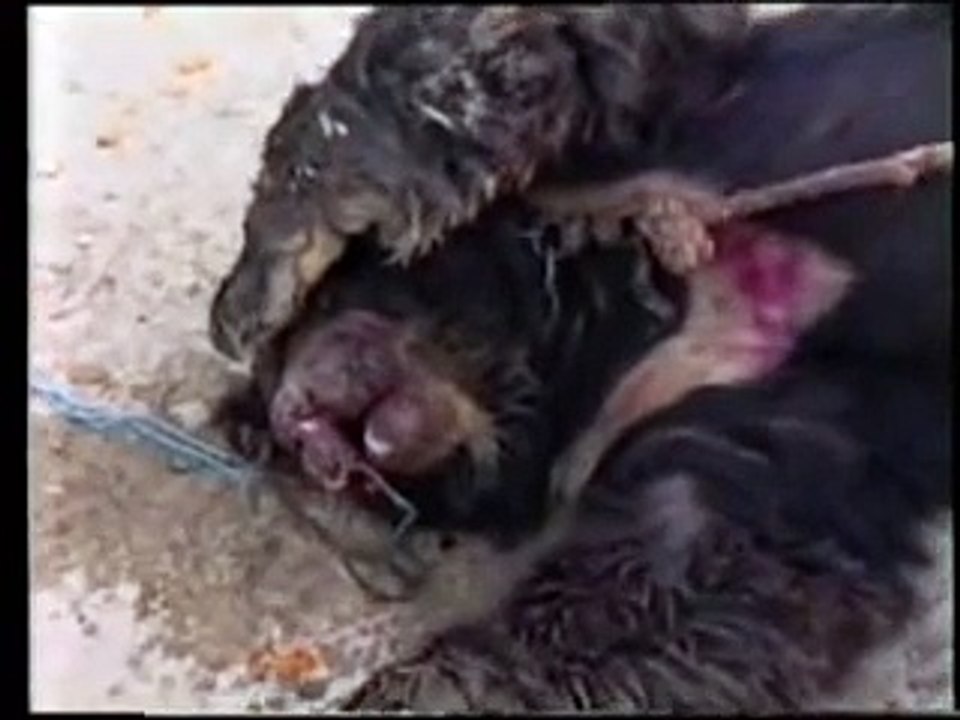 Bear Baiting in Pakistan.flv