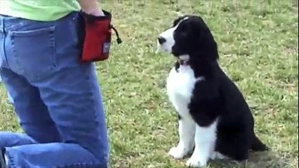 English Springer Spaniel puppy