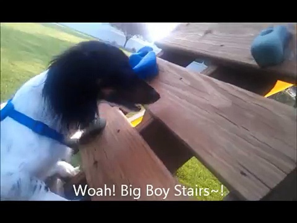 Bloopers: Dog falls off of rock climbing wall, climbs it and slides down the slide!