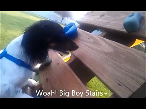 Bloopers: Dog falls off of rock climbing wall, climbs it and slides down the slide!