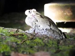 Male Eastern Gray Tree Frog Calling