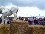 formidable chevaux boulonnais !