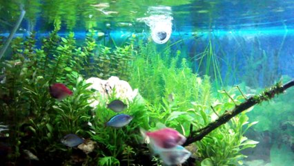 My Planted Freshwater aquarium-Aquascaping 2