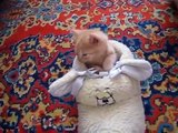 Super Cute Kitten Falling Asleep in a Shoe! Adorable Sleepy Kitten!