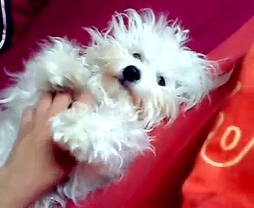 Coton de Tulear relaxing