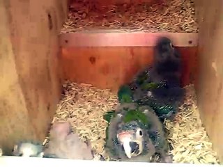 Papageienbabys im Papageien Paradies Sonsbeck