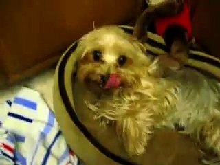 Cutest Yorkie Waking Up