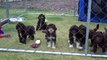 Lagottostar proudly introduces - Lagotto Romagnolo puppies aged 7 weeks