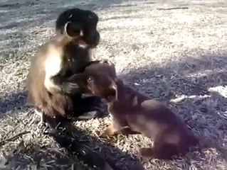 small monkey and puppy playing together fun