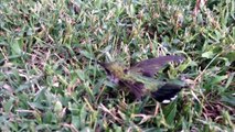 This is why you don't throw gum outside. (With a three-year-old's commentary.) Hummingbird rescued!