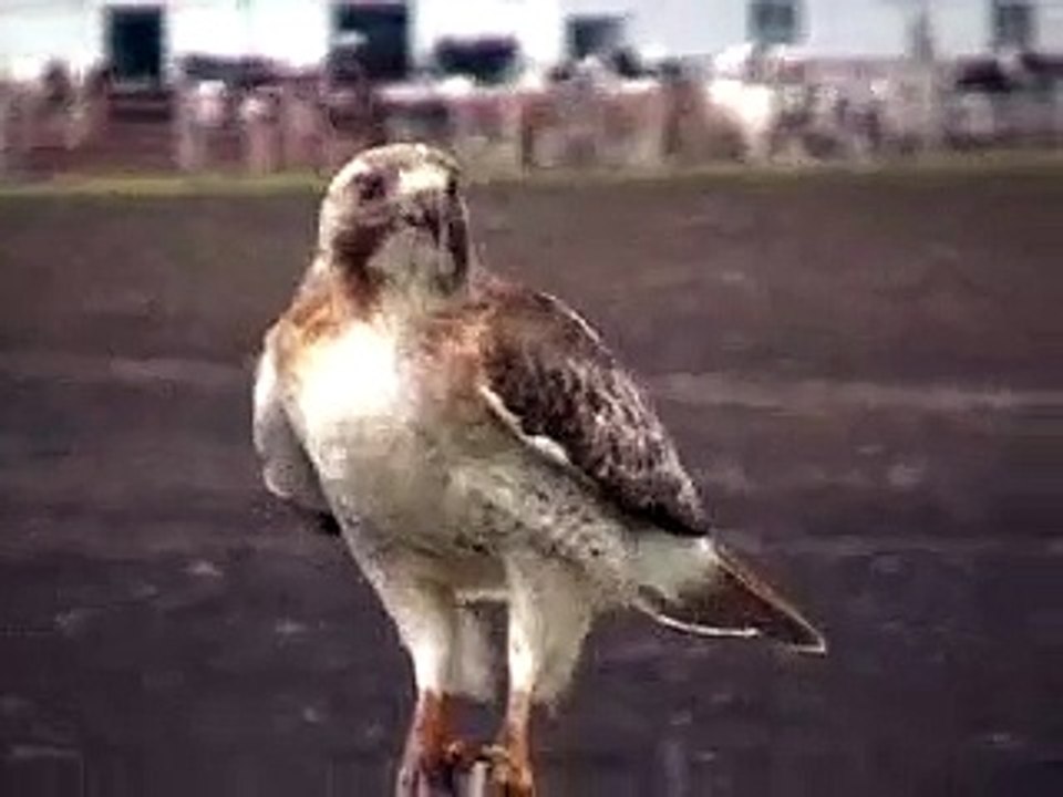 Redtail Hawk