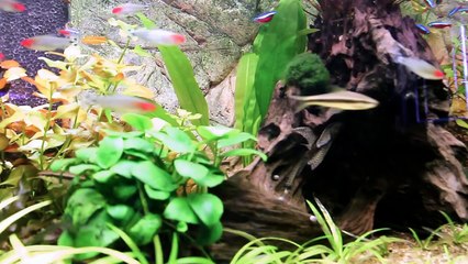 270 Litrů domácí přírody