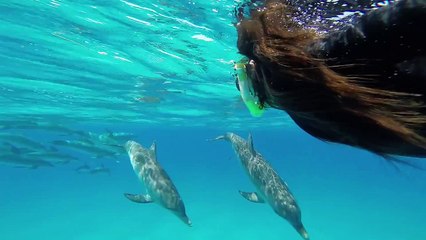 GoPro Video of Wild Dolphins in the Bahamas