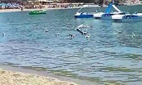 Gabbiani tra la gente sulla Spiaggia del Campese isola del giglio.AVI