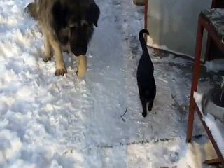 sarplaninac,vuk,doberman i macak WOLF DOG AND CAT