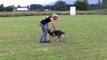 Mila vom Kraftwerk - Obedience In Drive - Trained German Shepherd Puppy