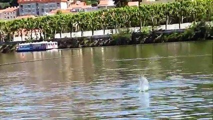 PATA & PATINHOS / Duck & Ducklings - RIO MONDEGO / Coimbra