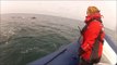 Rencontre avec des dauphins dans l'archipel de Molène