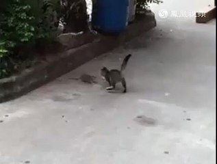 جربوع قبيح برشا