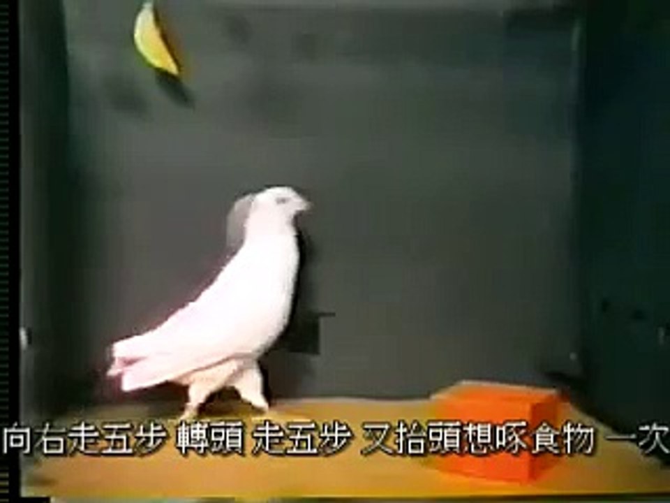 史金納著名的實驗，創造所謂的「迷信」鴿子