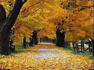 I Teppisti Dei Sogni  Piccola foglia