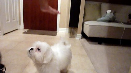 Shih Tzu Tricks at 4 months