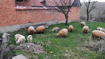 Sheeps and lambs at/Oi şi miei la Jina, Sibiu county[RO]