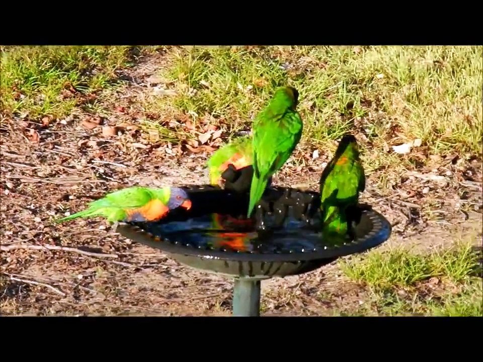Lorikeet Lido