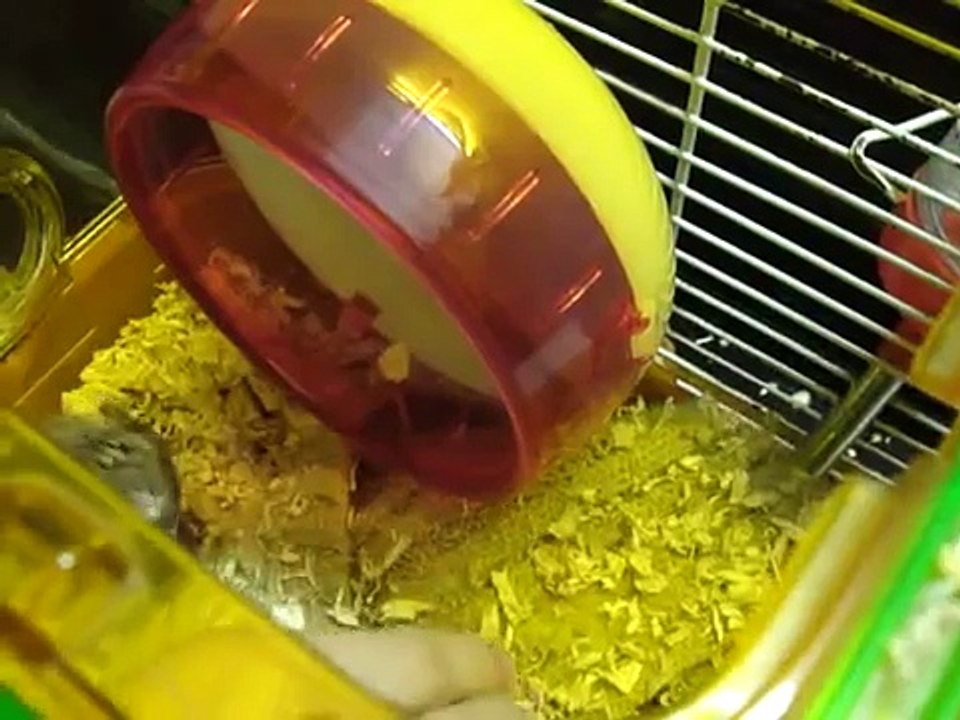 hamster scream