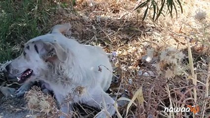 فضيحة في تونس في 2015 ومازلنا نشوفو عباد تموت بداء الكلب