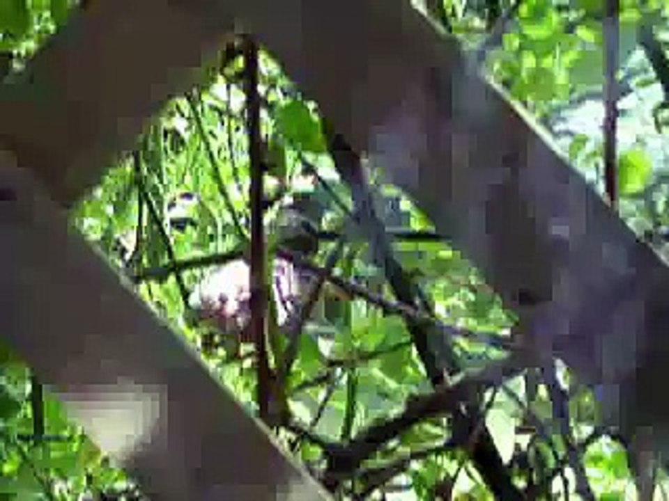 baby cardinals outside my window - chapter 3  "first flight"