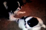 Japanese Chin pup playing with Daddy