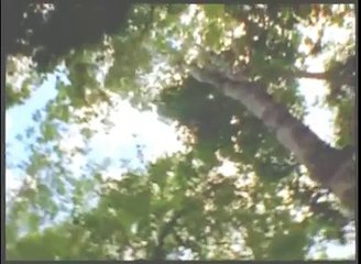 6de6 caida de la ciudad Maya Cuenca del Mirador (GUATEMALA)