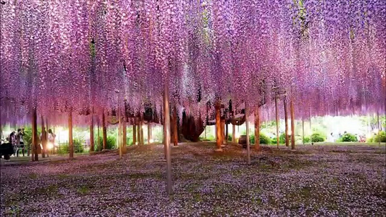 LET US T.R.E.E.!!! (Environmental Advocacy)