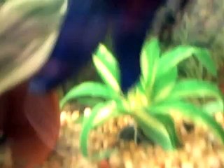 Betta eating freeze dried bloodworms